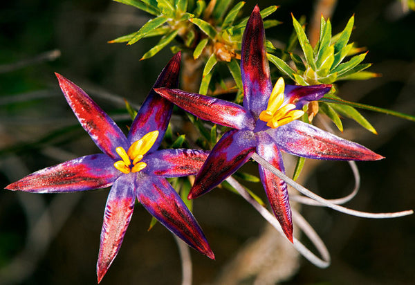 Western Australian Wildflower Card Collection