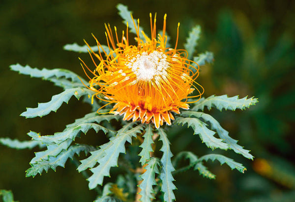 Western Australian Wildflower Card Collection