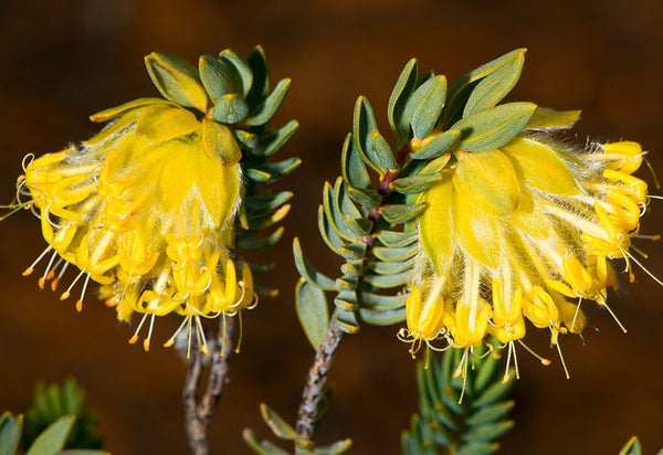 Western Australian Wildflower Card Collection