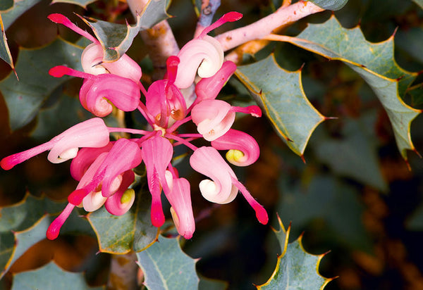 Western Australian Wildflower Card Collection