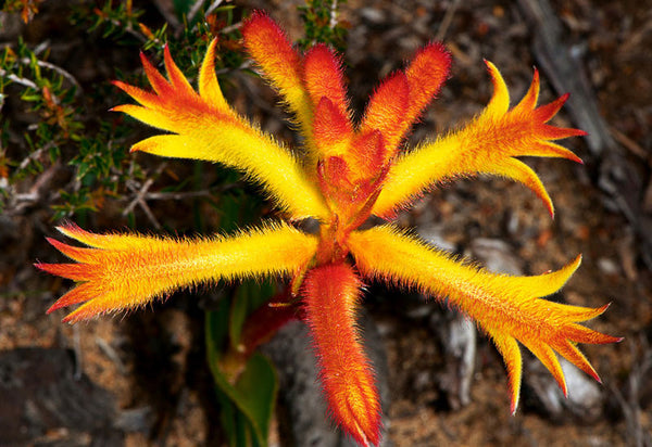 Western Australian Wildflower Card Collection