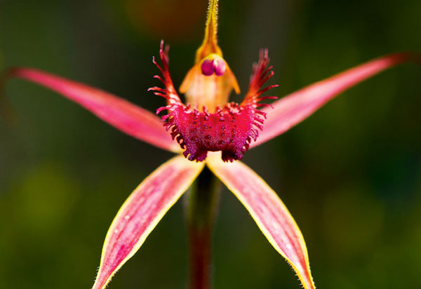 Western Australian Wildflower Card Collection
