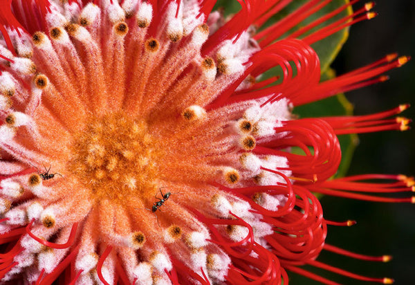 Western Australian Wildflower Card Collection
