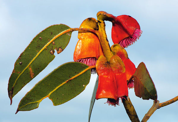 Western Australian Wildflower Card Collection